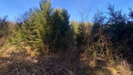 Dražby lesa 11 769 m², Ústí