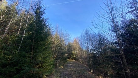 Dražby lesa 11 769 m², Ústí