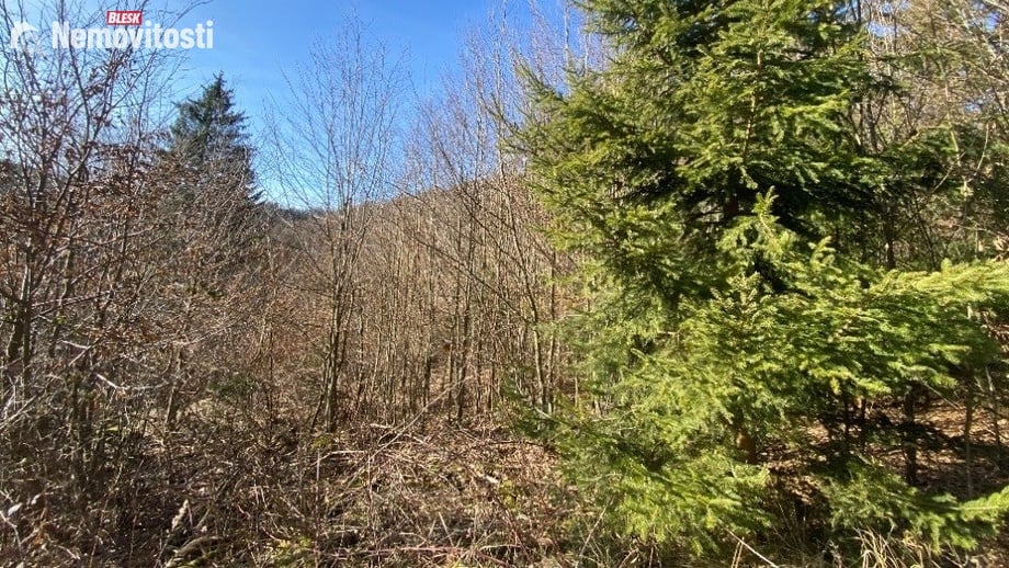 Dražby lesa 11 769 m², Ústí