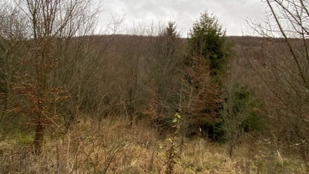 Dražby lesa 11 619 m², Šarovy