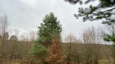 Dražby lesa 11 619 m², Šarovy