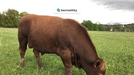 Prodej specifického pozemku 420 000 m², Černovice u Tábora