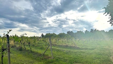 Prodej sadu / vinice 7 500 m², Nový Šaldorf-Sedlešovice - Nový Šaldorf