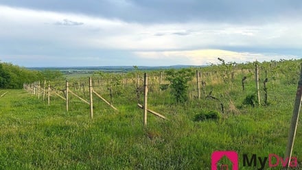 Prodej sadu / vinice 7 500 m², Nový Šaldorf-Sedlešovice - Nový Šaldorf