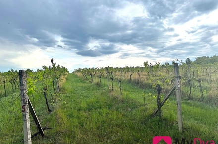 Prodej sadu / vinice 7 500 m², Nový Šaldorf-Sedlešovice - Nový Šaldorf