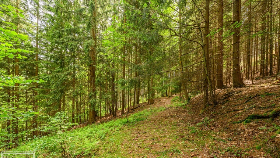 Prodej pozemky - trvalý travní porost, 1 867 m² - Víchová nad Jizerou