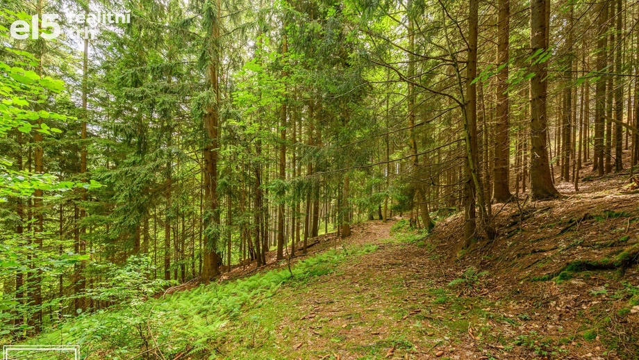 Prodej pozemky - trvalý travní porost, 1 867 m² - Víchová nad Jizerou