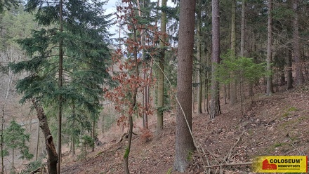 Prodej lesa 12 020 m², Letovice