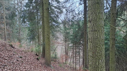 Prodej lesa 12 020 m², Letovice