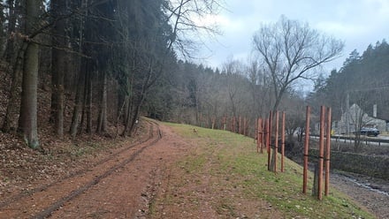 Prodej lesa 12 020 m², Letovice