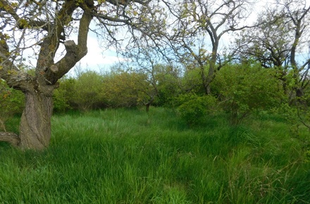 Prodej zahrady 609 m², Znojmo