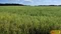 Prodej pole 7 225 m², Letovice