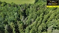 Prodej lesa 13 182 m², Vršovice