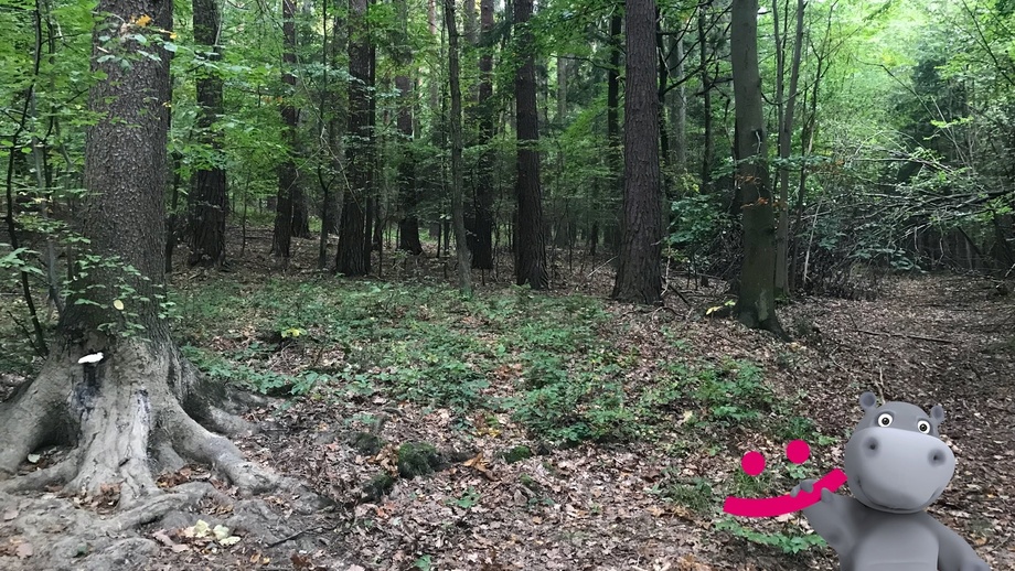 Prodej lesa 11 699 m², Šarovy