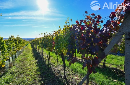 Prodej sadu / vinice 717 m², Hovorany