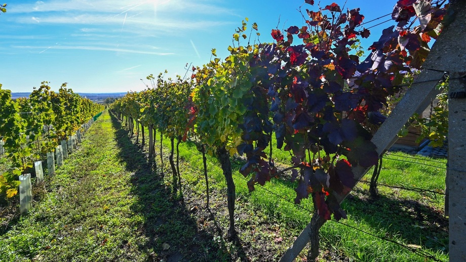 Prodej sady a vinice, 717 m² - Hovorany