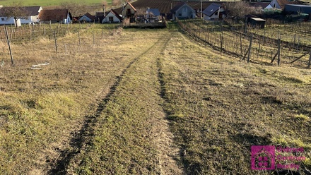 Prodej sadu / vinice 2 567 m², Bořetice