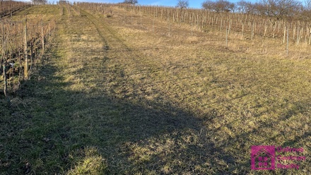 Prodej sadu / vinice 2 567 m², Bořetice