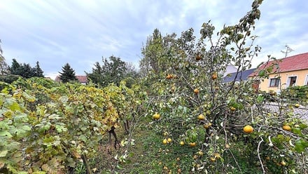 Pronájem zahrady 353 m², Jaroslavice