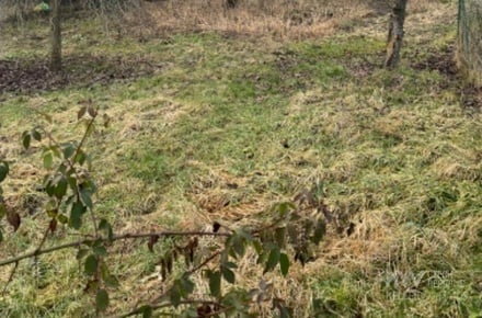 Prodej zahrady 483 m², Tachov