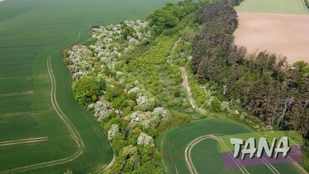 Prodej sadu / vinice 34 166 m², Chotětov