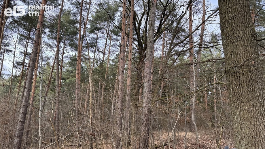 Prodej lesy, 3 011 m² - Lutonina