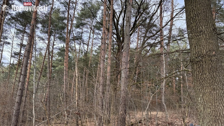 Prodej lesa 3 011 m², Lutonina