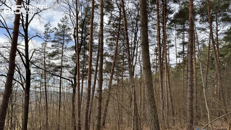 Prodej lesy, 1 987 m² - Vlachovice - Vrbětice