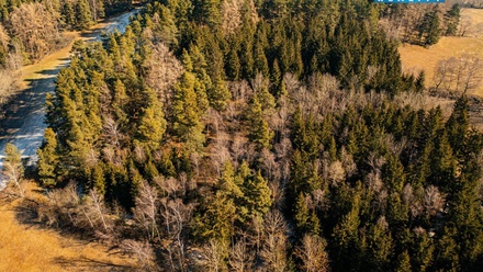 Prodej lesa 42 761 m², Nišovice