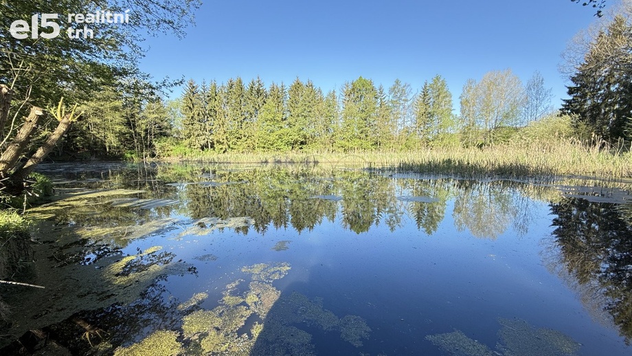 Prodej rybník, 5 965 m² - Rychnov nad Kněžnou - Lipovka