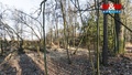 Prodej lesa 685 m², Horšovský Týn