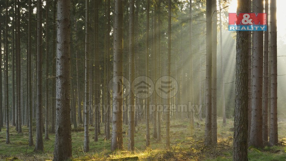 Prodej lesa 6 740 m², Kralovice