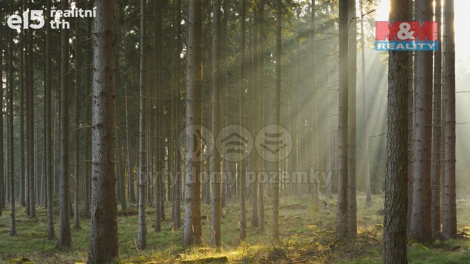 Prodej lesy, 6 740 m² - Kralovice