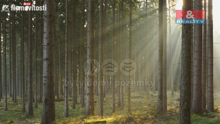 Prodej lesa 6 740 m², Kralovice
