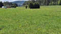 Prodej louky 5 959 m², Zdíkov