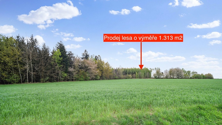 Prodej lesy, 1 313 m² - Holetín - Horní Holetín