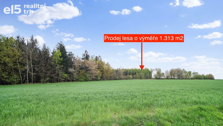 Prodej lesy, 1 313 m² - Holetín - Horní Holetín