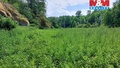 Prodej louky 1 003 m², Vysoká
