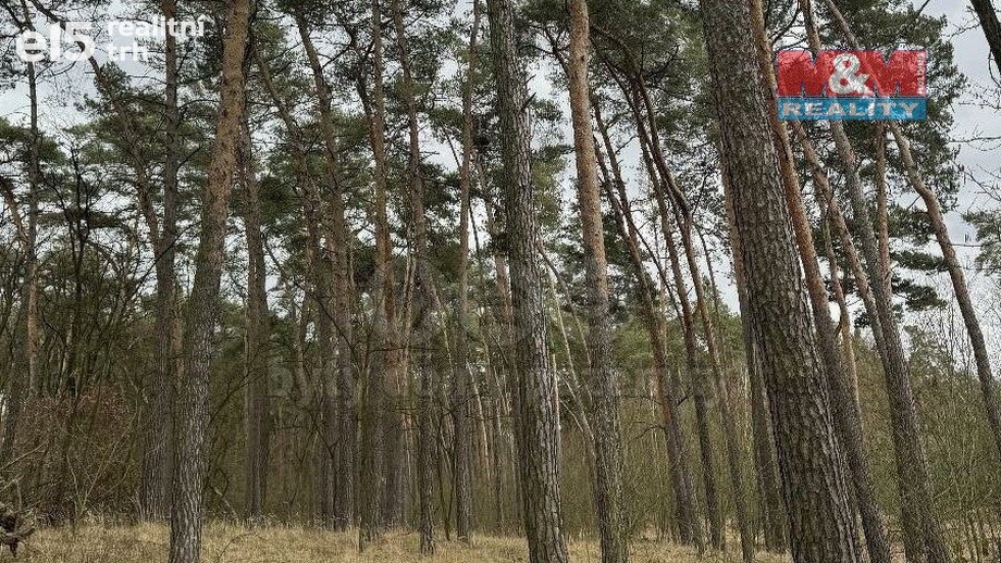 Prodej lesy, 4 957 m² - Libotenice