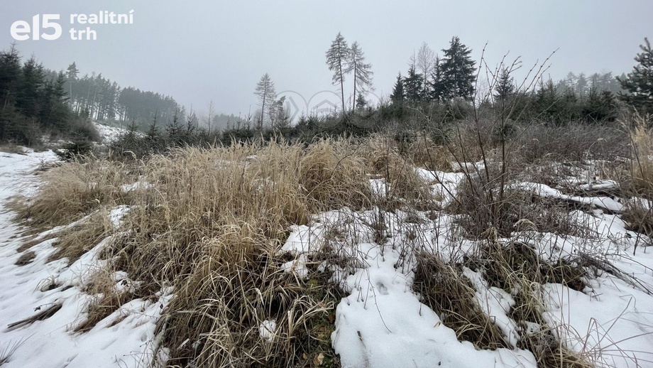 Prodej lesy, 4 368 m² - Vidochov - Stupná