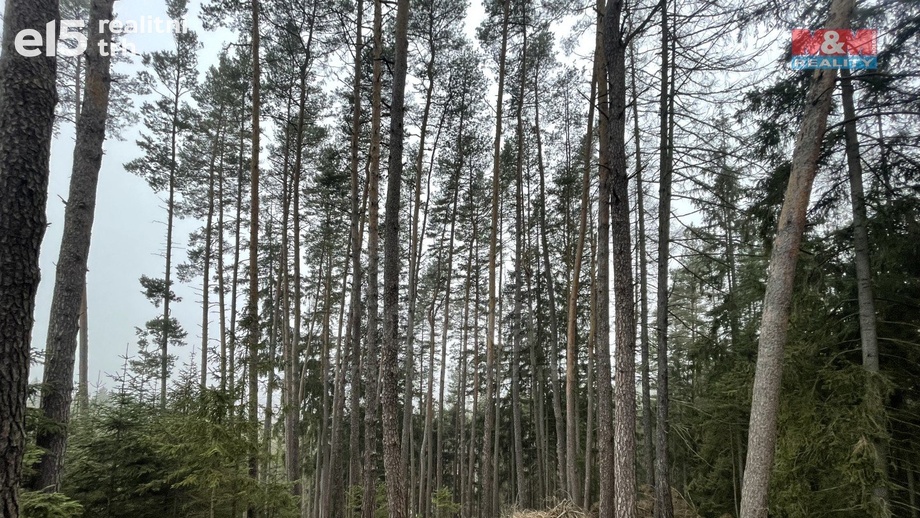 Prodej lesy, 20 194 m² - Pecka