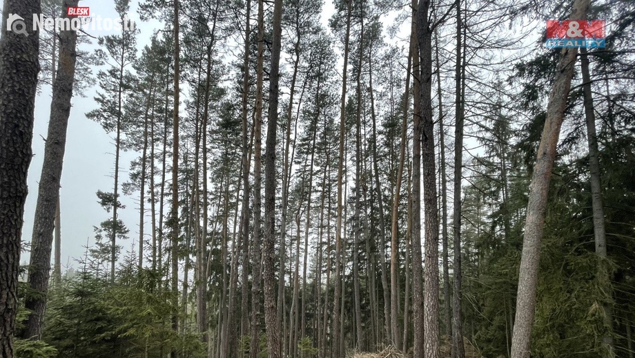 Prodej lesa 20 194 m², Pecka