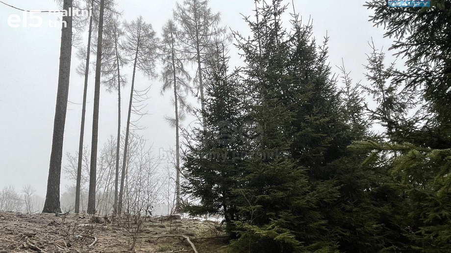 Prodej lesy, 30 934 m² - Ratibořské Hory - Vřesce