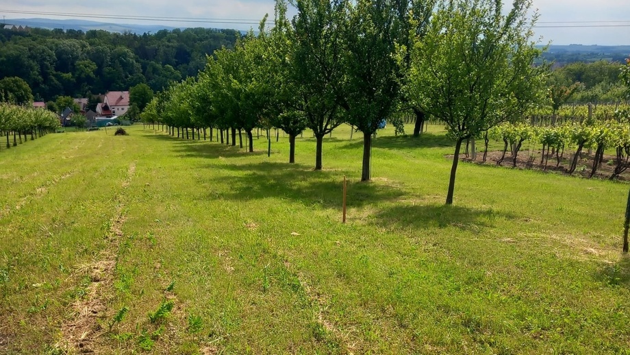 Prodej sadu / vinice 2 450 m², Blatnice pod Svatým Antonínkem