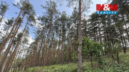 Prodej lesa 3 372 m², Chotilsko