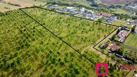 Prodej sadu / vinice 60 000 m², Mikulovice