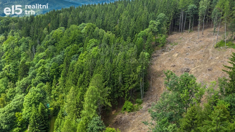 Prodej lesy, 6 696 m² - Tanvald - Šumburk nad Desnou