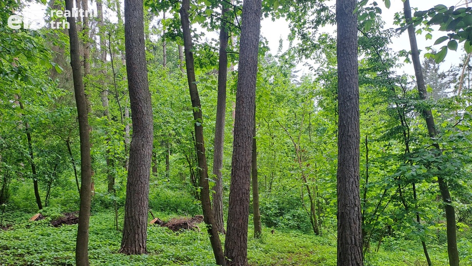 Prodej lesy, 6 165 m² - Rozstání