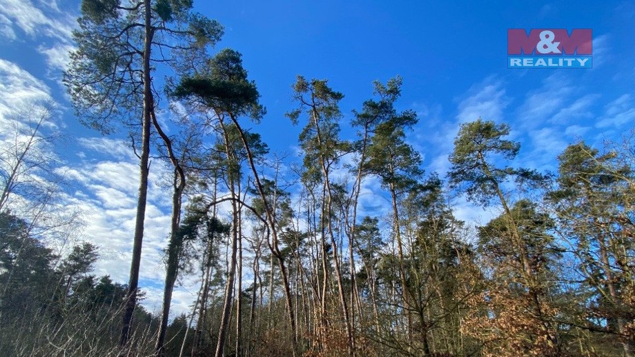 Prodej lesy, 3 720 m² - Všehrdy