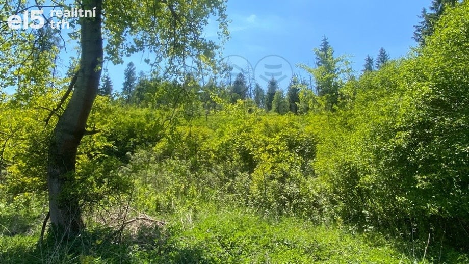 Prodej lesa 15 167 m², Kropáčova Vrutice